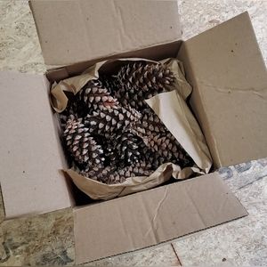 Natural Pine Cones Box of 40+